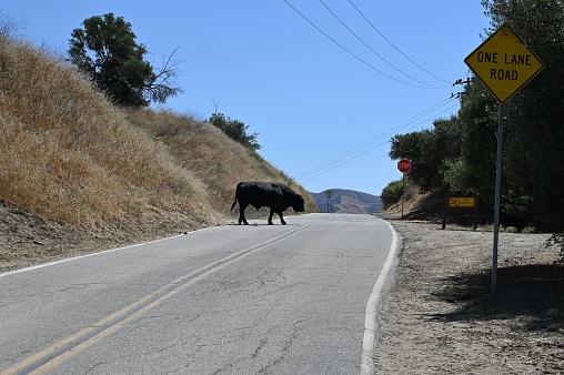 Bull crossing the road at Lake Piru in California.
