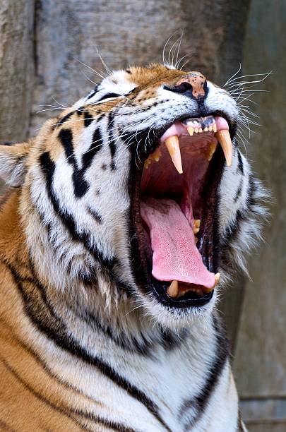 istock Yawning Siberian Tiger 153941199