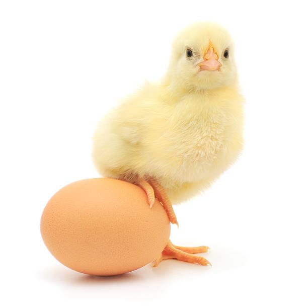 istock A baby chicken posing on top of an egg 153941653
