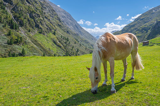 Horse (haflinger breed) in a meadow in the Venter tal Vent in the Ötztal valley in Tyrol Austria during a beautiful springtime day in the Alps