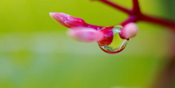 Rain drops on pink flower macro shot