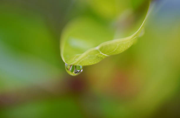 istock Rain drops on green leaf, Refreshing nature background 1539434613