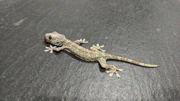 istock Gekko gecko commonly know as Tokay gecko crawls on the floor 1539455593