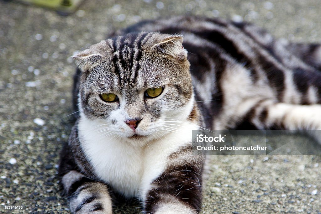 gatto - Foto stock royalty-free di Animale