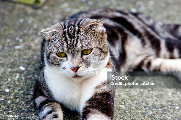 Gatto - Fotografie stock e altre immagini di Animale - Animale, Animale da compagnia, Composizione orizzontale