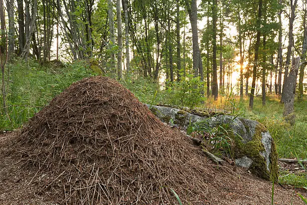 Ant hill built by southern wood ant (Formica rufa)