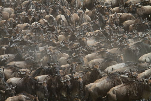Wildebeest crossing shallow river, Masai Mara, Kenya