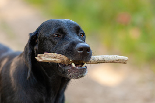 Portrait of black labrador retriever dog with stick in mouth