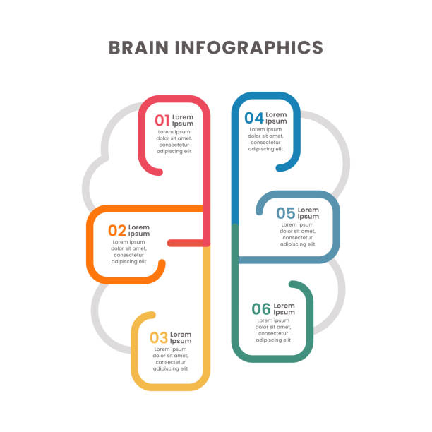 Small Brain Design 220+ Diagram Of Parts Of The Brain Drawings Stock Illustrations ...
