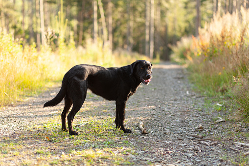 Black Labrador Retriever in the forest at sunset. Selective focus.