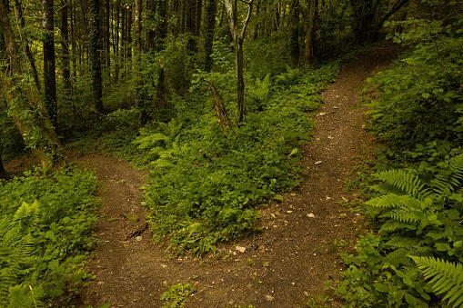 The scenic pathways winding through a lush wooded area