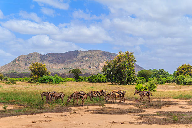 istock zebras in the savannah 153948962