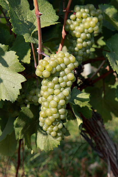 Pinot Blanc Grapes on a vine. stock photo