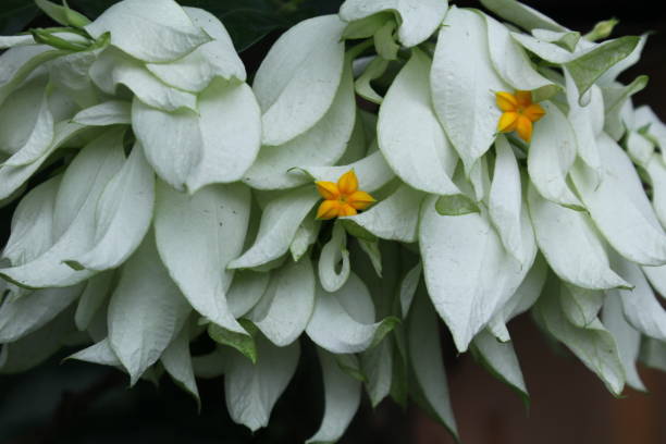 Mussaenda pubescens Mussaenda philippica, Dona Luz or Dona Queen Sirikit bloom in the garden mussaenda stock pictures, royalty-free photos & images