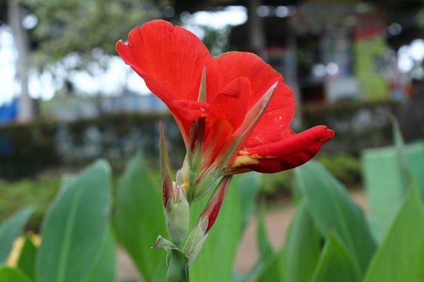 istock Canna, or Canna lily 1539495165