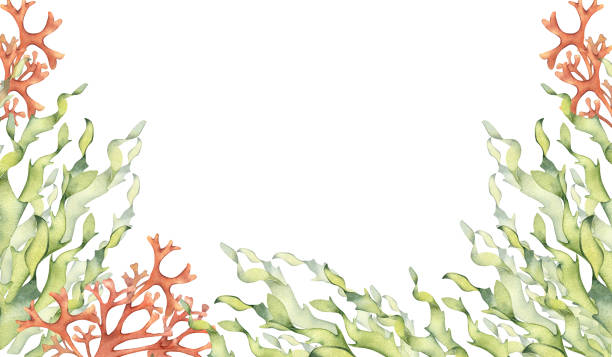 바다 식물, 흰색 배경에 분리된 산호 수채화 그림. 핑크 한천 한천 해초, laminaria 손으로 그렸습니다. 패키지, 라벨, 광고, 해양 수집을 위한 디자인 요소 - agar jelly illustrations stock illustrations