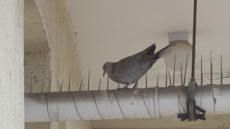 Bird lands on plastic spikes for bird protection. Eurasian collared dove or Streptopelia decaocto