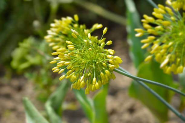 Ornamental Onion Yellow Fantasy flowers - Latin name - Allium Yellow Fantasy
