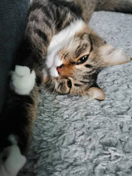 istock Cat Sleep Maine Coon 1539523703