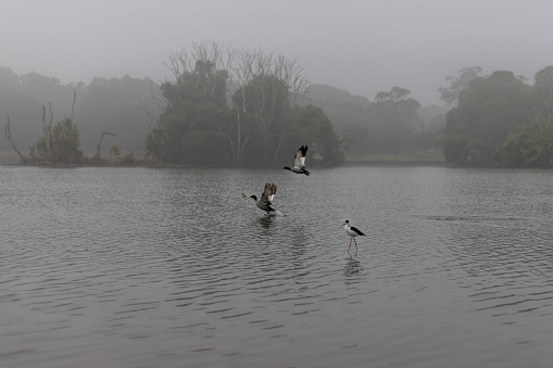 Pied Stilt (Himantopus leucocephalus) and Australian Wood Ducks (Chenonetta jubata) taking flight at the aptly named Duck Pond, Centennial Park, Sydney, Australia, on a misty Autumn morning.
