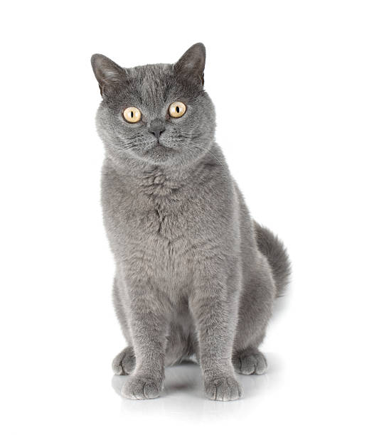 istock Sitting grey cat looking at you 153952523