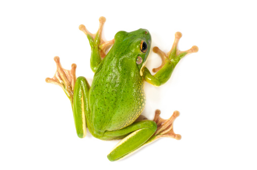White Lipped Tree Frog  on a white background.