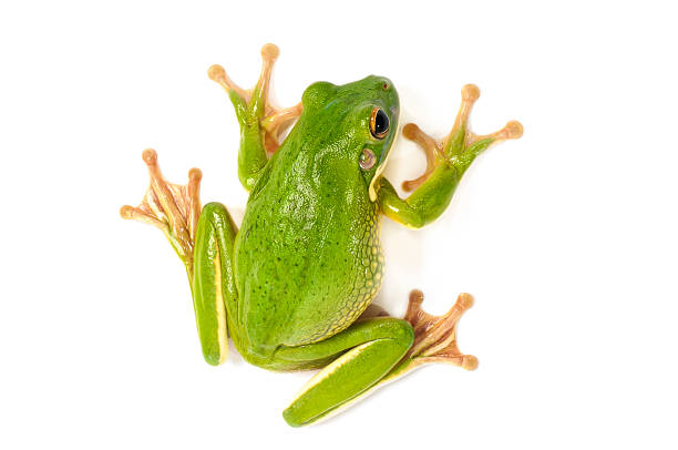 White Lipped Tree Frog White Lipped Tree Frog  on a white background. frog stock pictures, royalty-free photos & images
