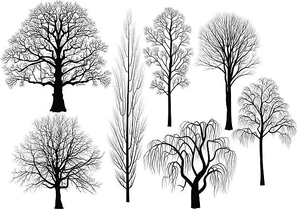 Trees Collection of trees: oak, birch, aspen, poplar, beech, willow, linden in black bare tree stock illustrations