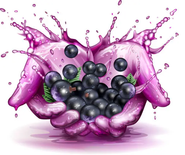 Vector illustration of Blackcurrant splashing concept