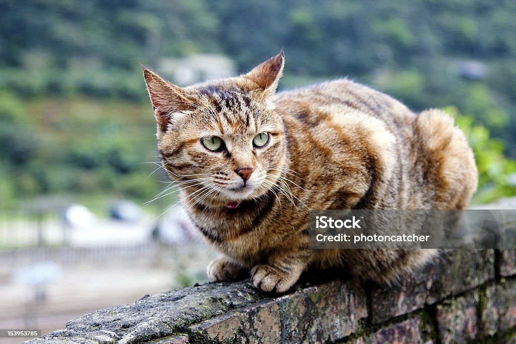 cat protrait of cat brown with black stripes looking ahead Animal Stock Photo