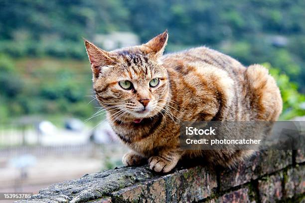 Cat Stock Photo - Download Image Now - Animal, Domestic Cat, Horizontal