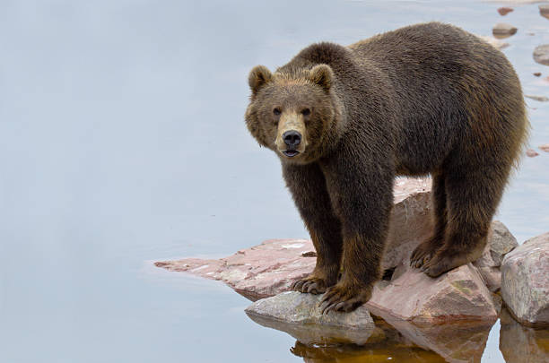 Brown bear (Ursus arctos) fishing salmon in a river