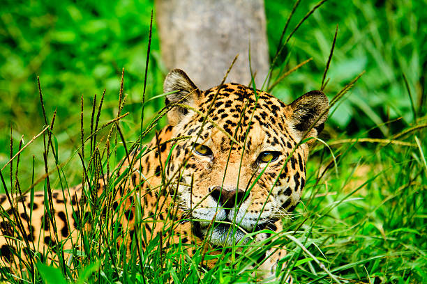 Jaguar staring at you lying on the grass