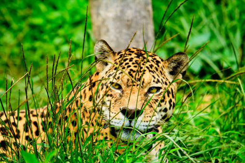 Jaguar staring at you lying on the grass