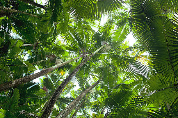 istock Coconut palm trees perspective view from floor high up 153954209