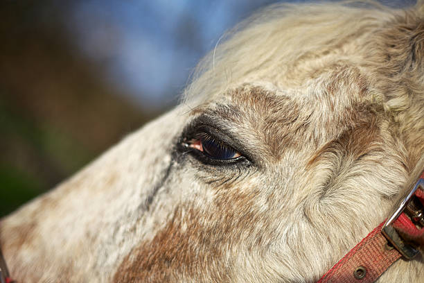 Horse Eye stock photo