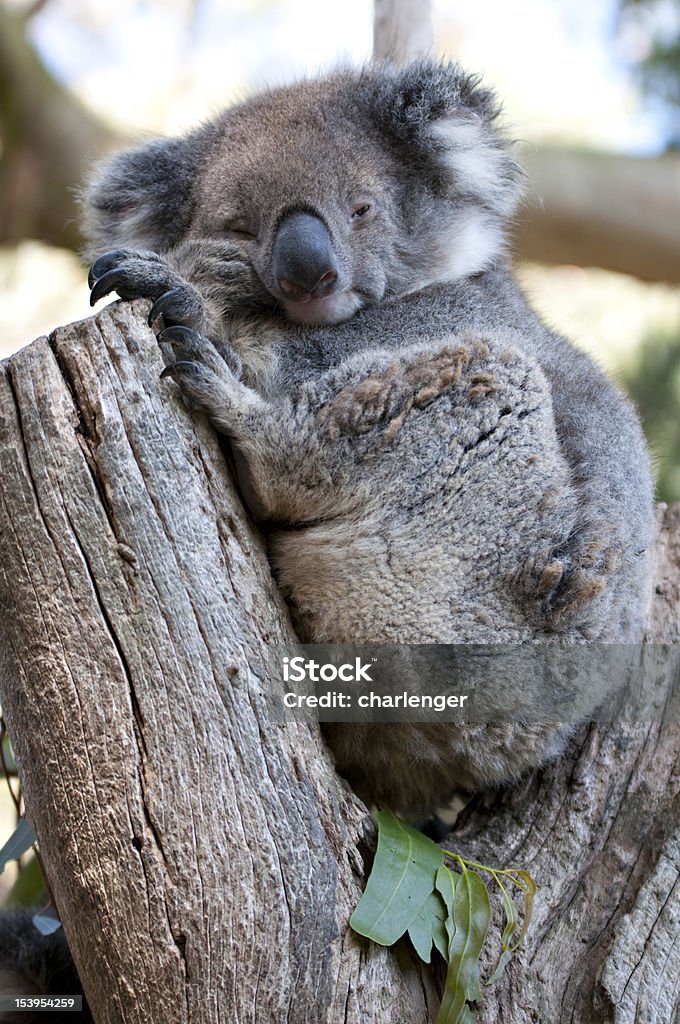 Annoiato koala divertente si trova in una posizione su eucaliptus - Foto stock royalty-free di Albero