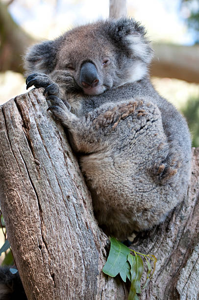 istock Bored koala in a funny pose sits on eucaliptus 153954259