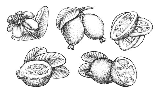 ilustraciones, imágenes clip art, dibujos animados e iconos de stock de conjunto de boceto aislado de feijoa. vector de fruta - feijoo