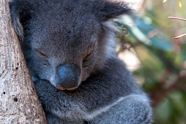 istock Sleepy koala close up portrait 153954319