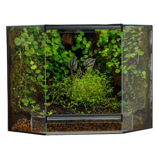istock Terrarium with lush vegetation, isolated terrarium. Interior decoration. 1539549821