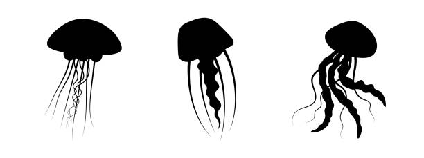 ilustrações de stock, clip art, desenhos animados e ícones de jellyfish silhouette decoration set. hand-drawn poisonous medusa, marine oceanic inhabitant, simple nautical design. - moon jellyfish jellyfish sea sea life