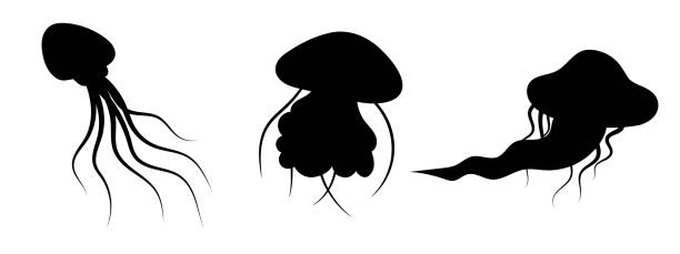 ilustrações de stock, clip art, desenhos animados e ícones de jellyfish silhouette decoration set. hand-drawn poisonous medusa, marine oceanic inhabitant, simple nautical design. - moon jellyfish jellyfish sea sea life