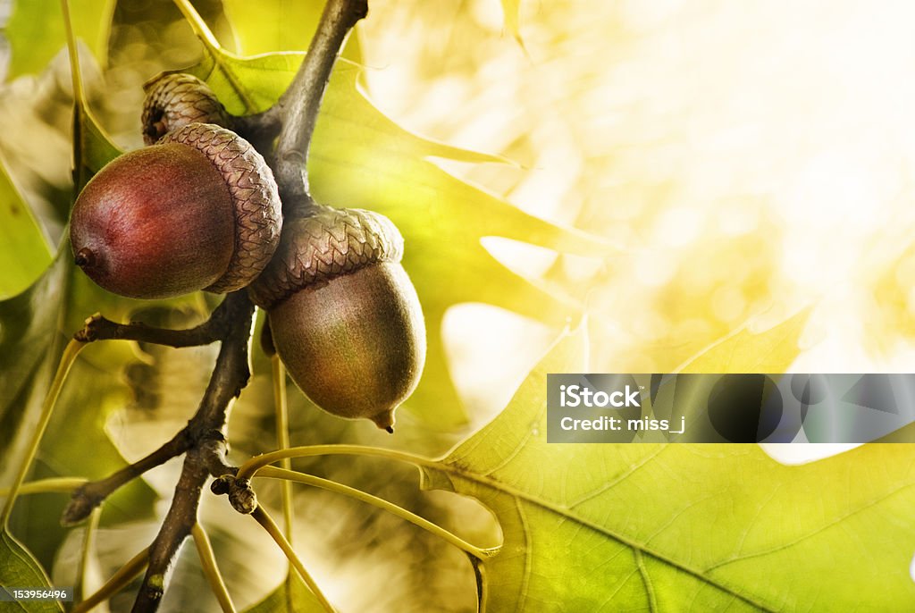 Oak tree Oak tree and acorns with copyspace Acorn Stock Photo