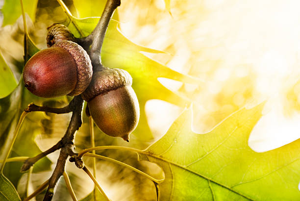 Oak tree Oak tree and acorns with copyspace acorn photos stock pictures, royalty-free photos & images