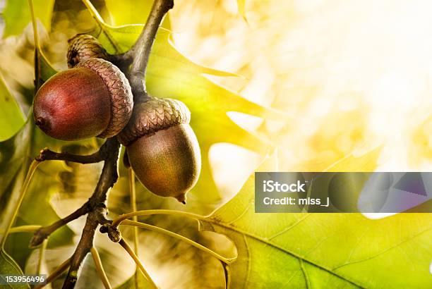 Oak Tree Stock Photo - Download Image Now - Acorn, Oak Leaf, Autumn