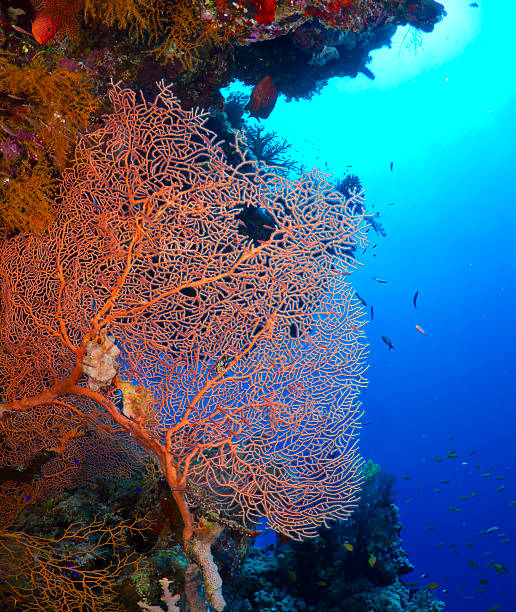 istock Gorgonian fan coral 153956880