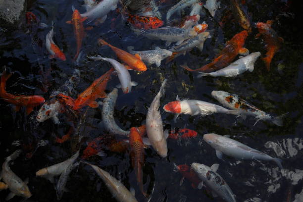 istock many colorful fish in the pond 1539572983