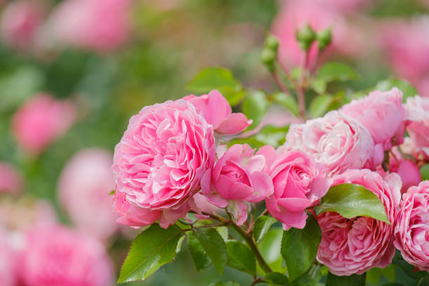 istock blooming pink rose close-up on a blurred background 1539577969