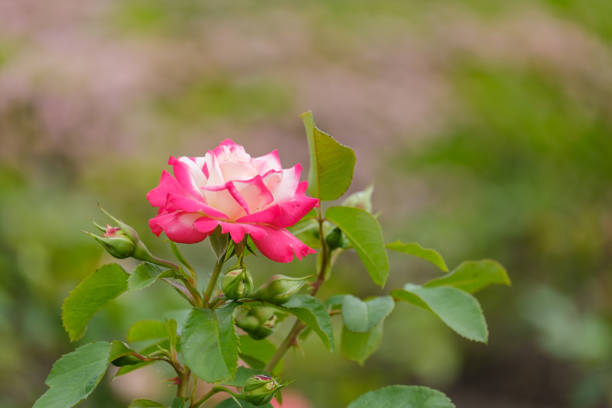 beautiful blooming white-pink rose close-up on a green blurred background